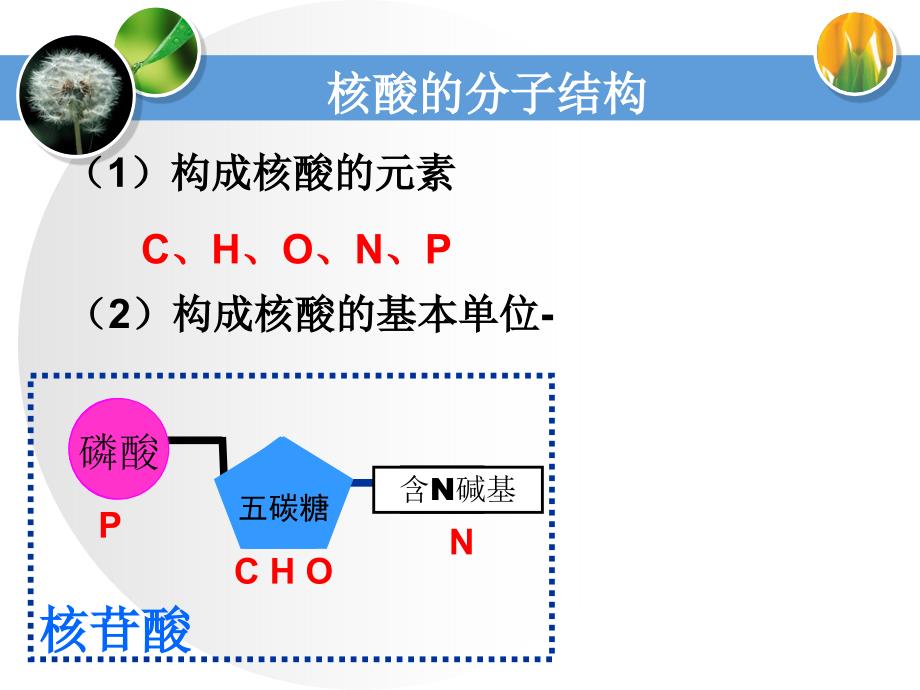 遗传信息的携带者——核酸_第4页