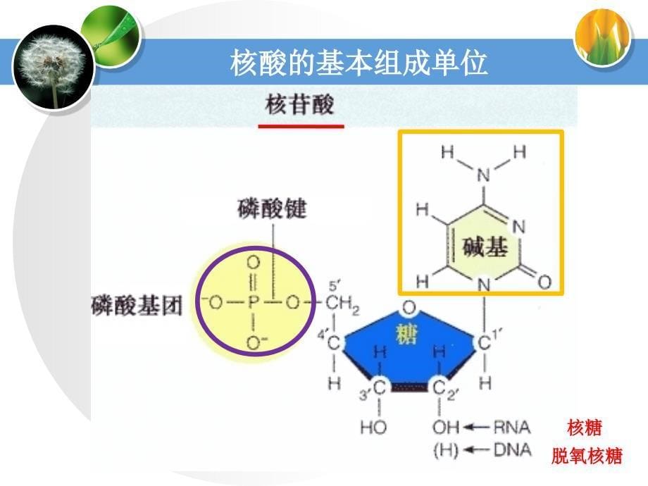 遗传信息的携带者——核酸_第5页