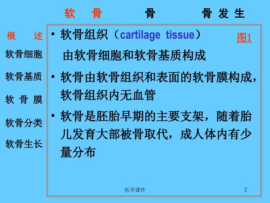 组织胚胎学软骨和骨_第2页