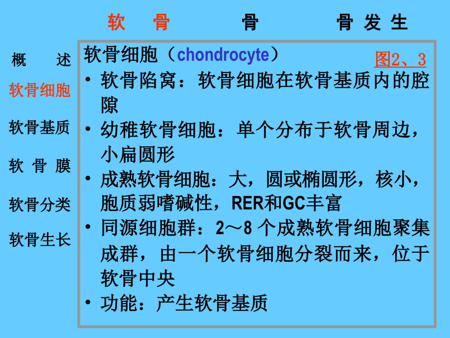 组织胚胎学软骨和骨_第3页