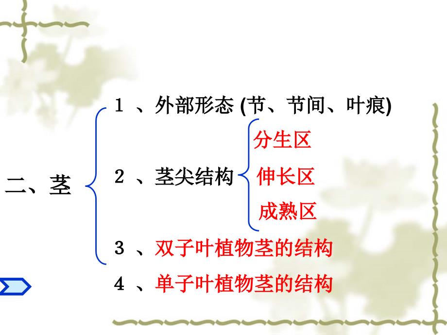 种子植物的营养器官结构_第4页