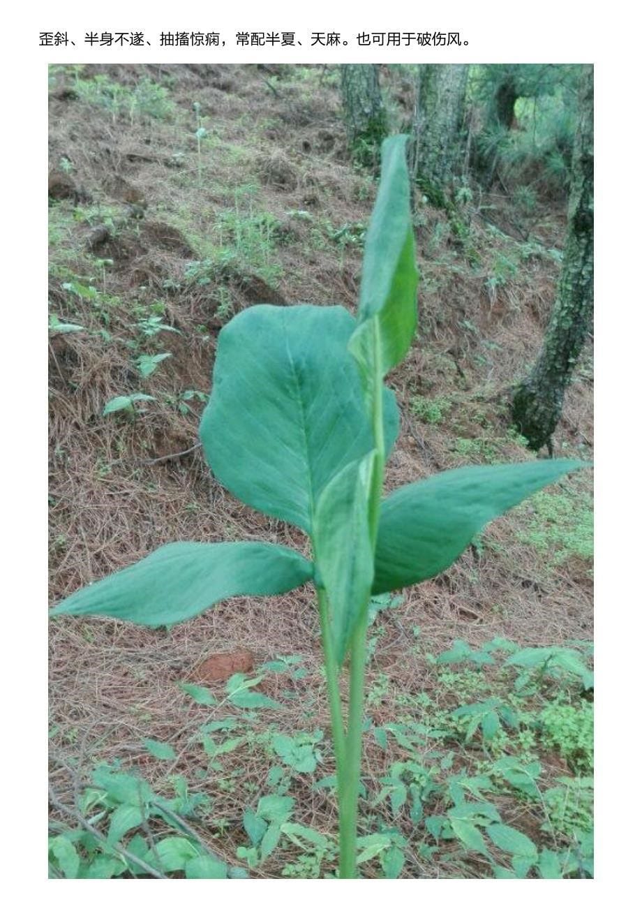 生长于阴坡潮湿处像玉米的植物,治疗中风癫痫和破伤风有奇效_第5页