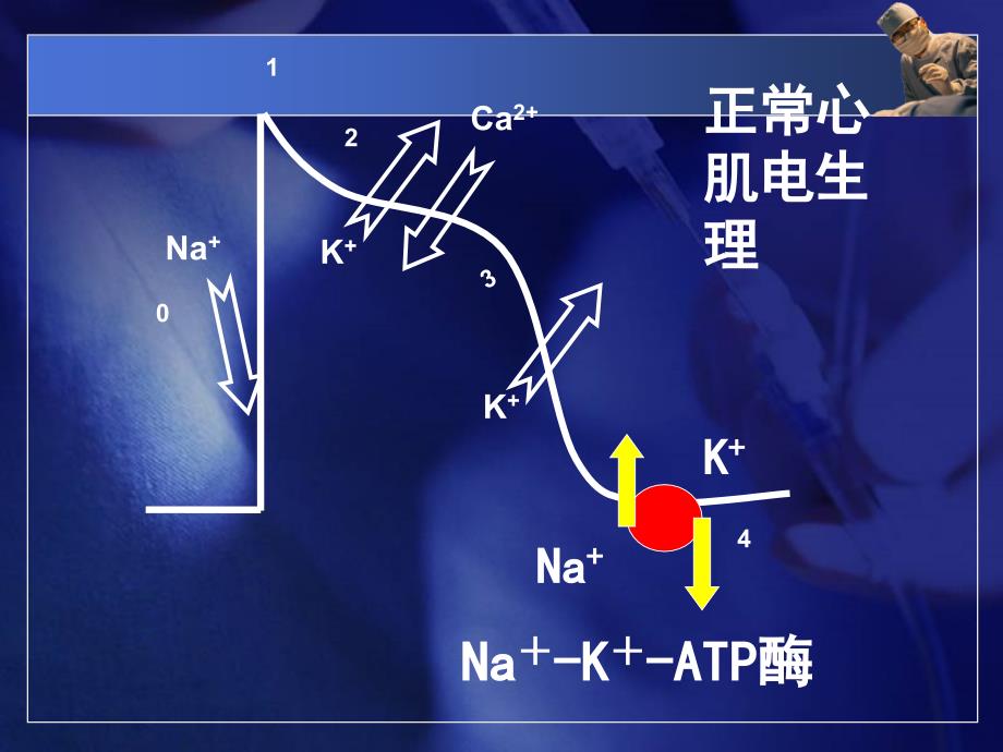 地高辛的临床应用蔡_第4页