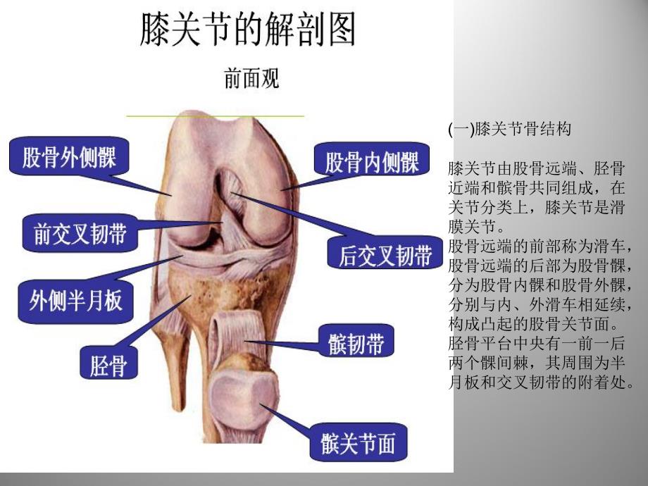 膝关节解剖及关节镜手术_第3页