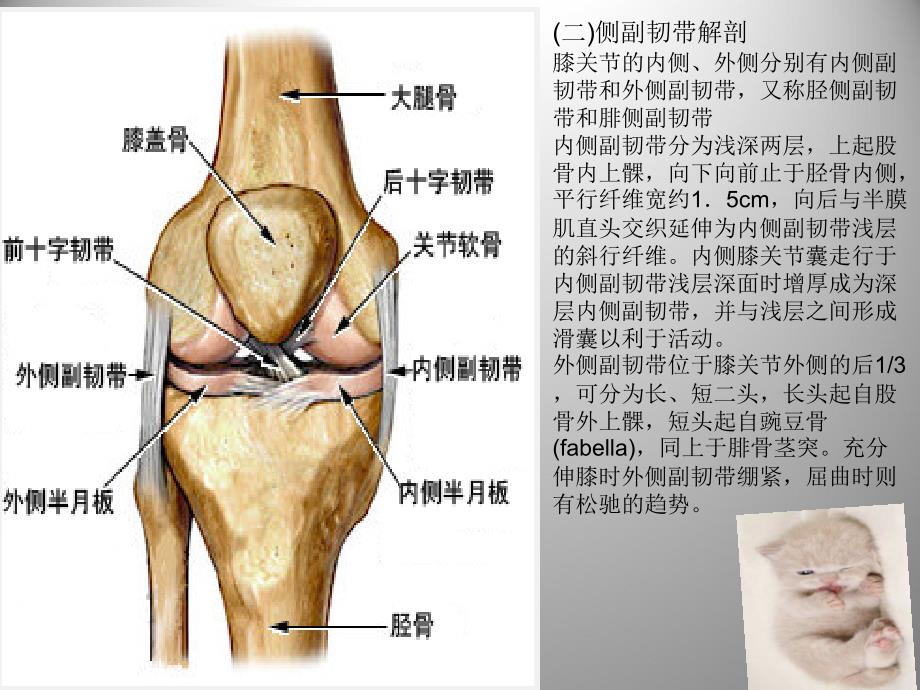 膝关节解剖及关节镜手术_第4页