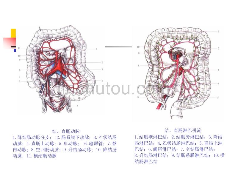 结肠直肠肛管疾病,_第4页