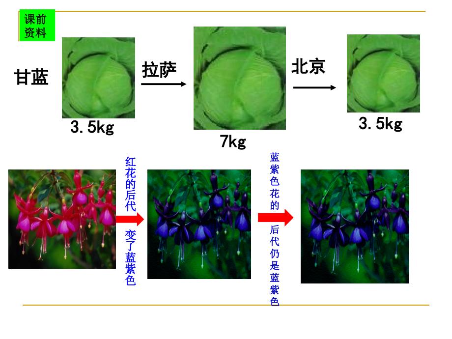 《基因突变和基因重组》公开课修正课件_第2页