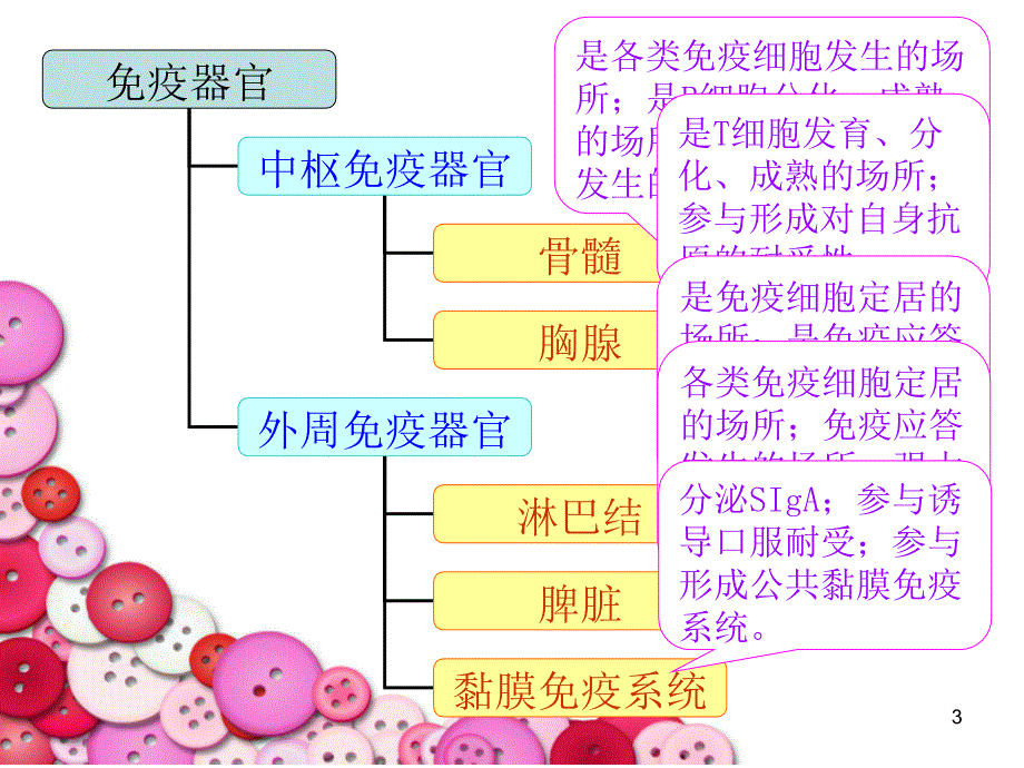 06 免疫细胞 微生物与免疫学 教学课件_第3页