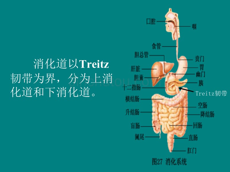 内科学消化讲义_第3页