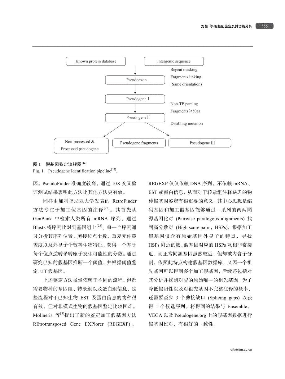 假基因鉴定及其功能分析_第5页