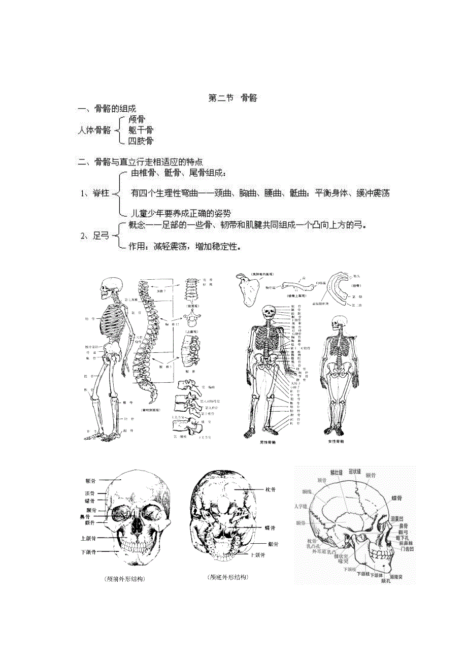 艺术解剖学部分整理_第2页