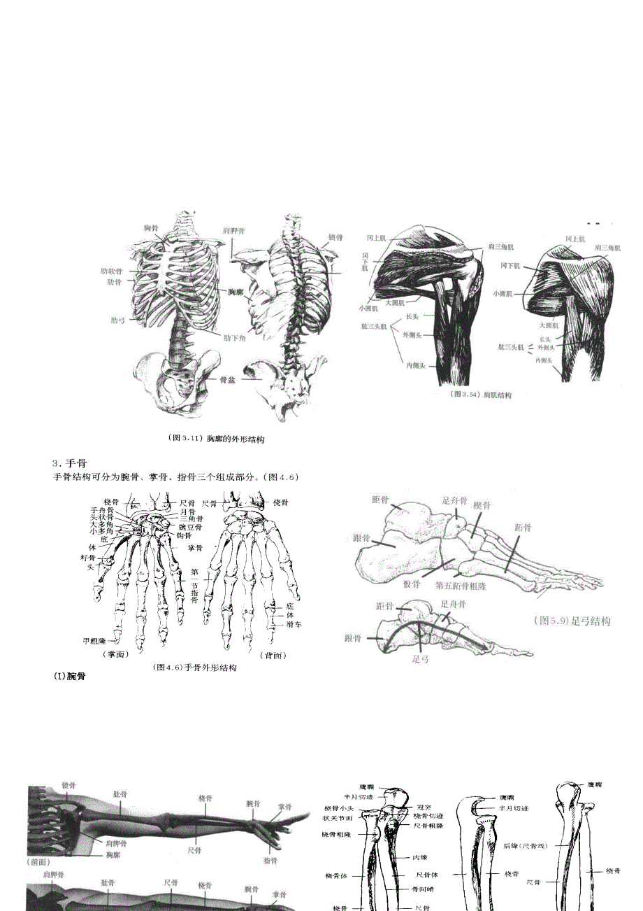 艺术解剖学部分整理_第3页
