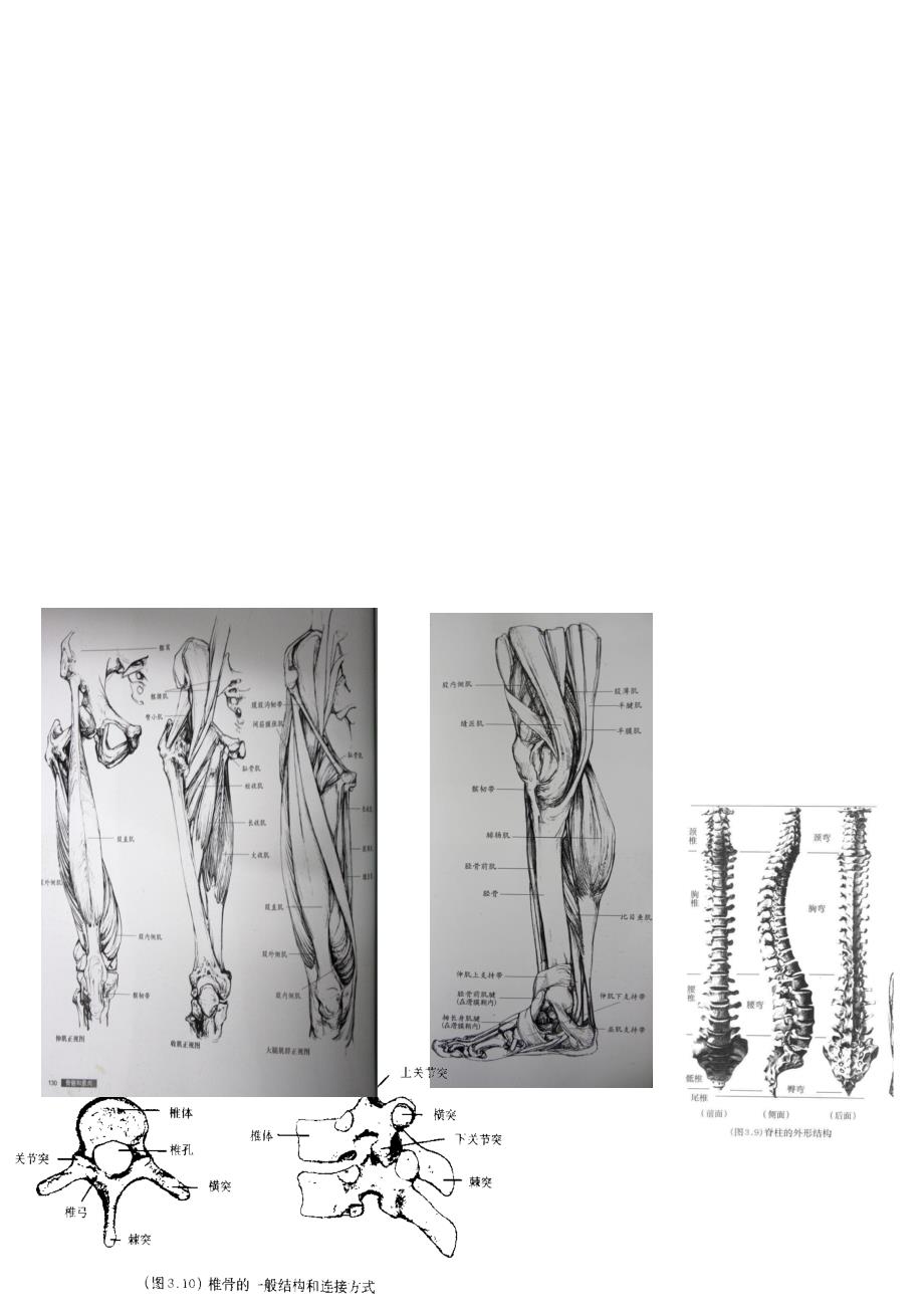 艺术解剖学部分整理_第4页