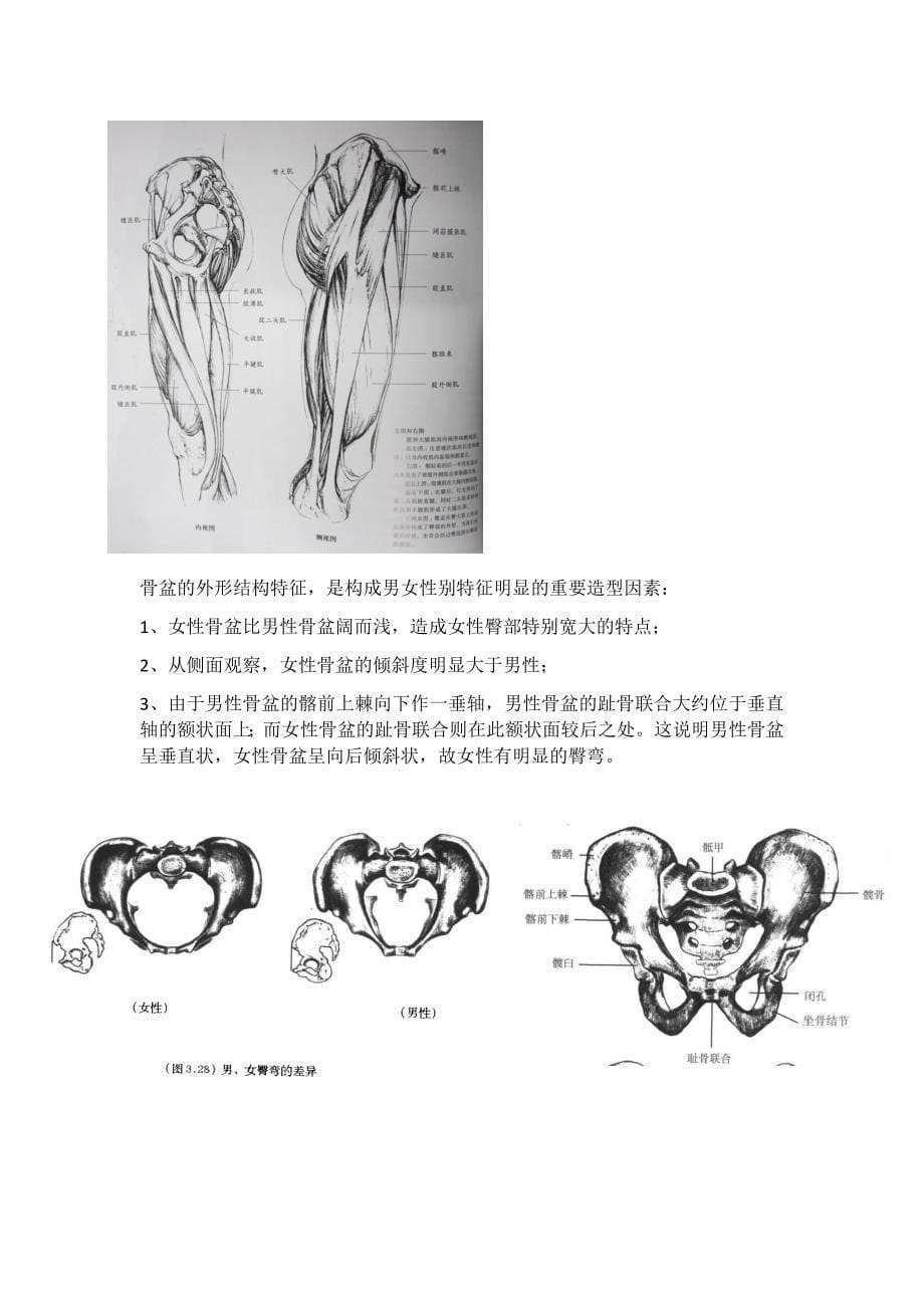 艺术解剖学部分整理_第5页