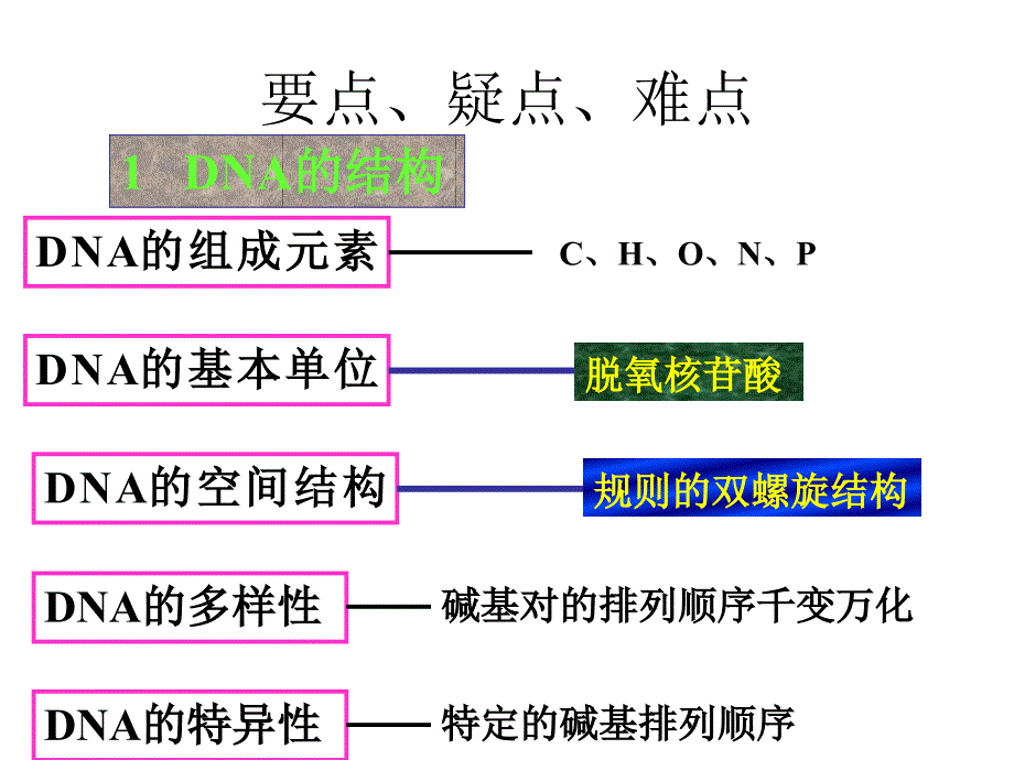 高二生物DNA分子的结构与复制_第2页