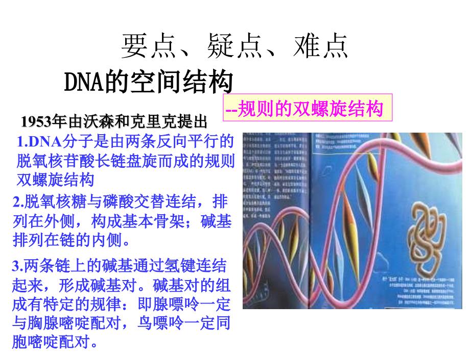 高二生物DNA分子的结构与复制_第4页