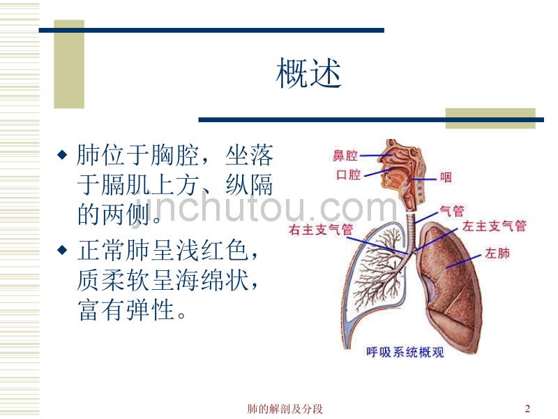 肺的解剖及分段_第2页