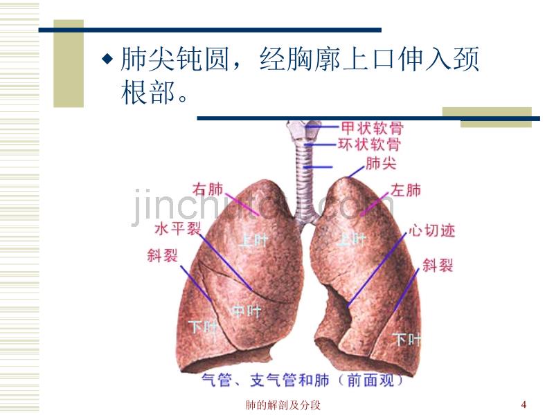 肺的解剖及分段_第4页