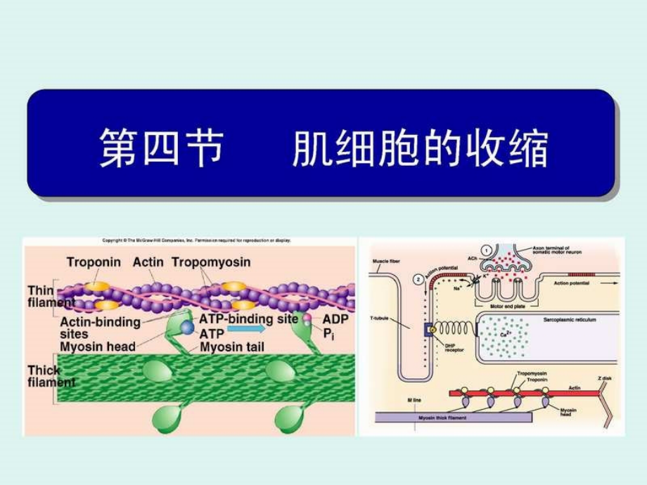 医学生理学肌肉收缩_第1页