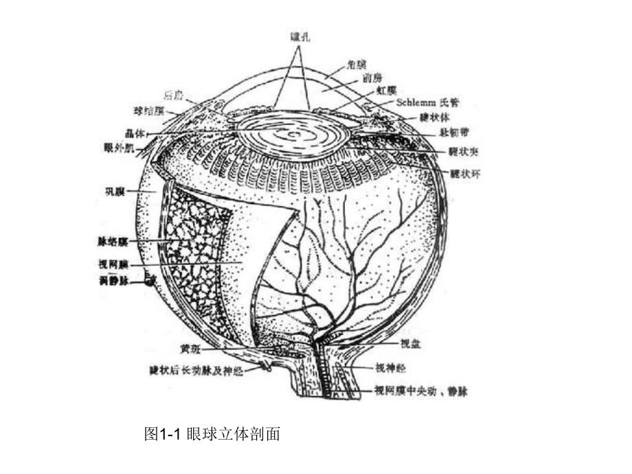 眼的解剖生理和胚胎发育_第4页