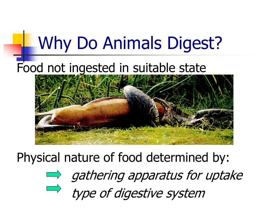 1 Comparative Digestive Physiology (mod) 大学动物营养学课件 英文版_第2页