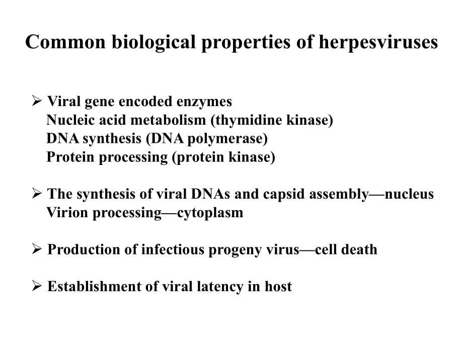 (病毒学教学课件）Herpesviruses slides_第5页