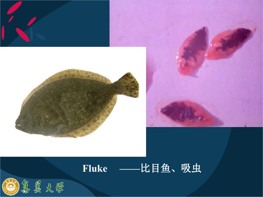 02吸虫1 寄生虫学课件_第1页