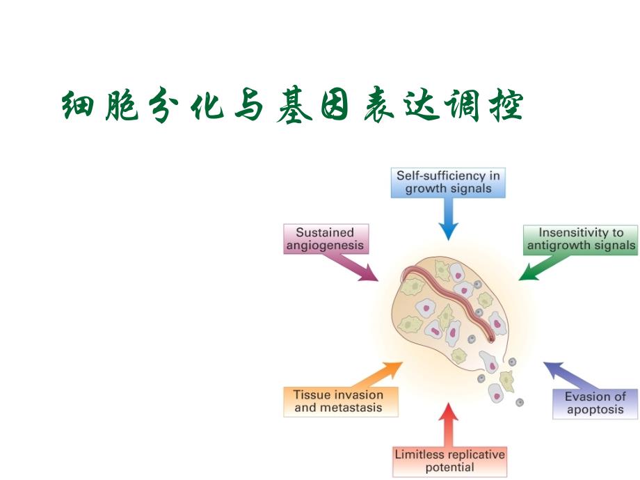 细胞分化与基因表达调控 ,癌细胞肿瘤干细胞_第1页