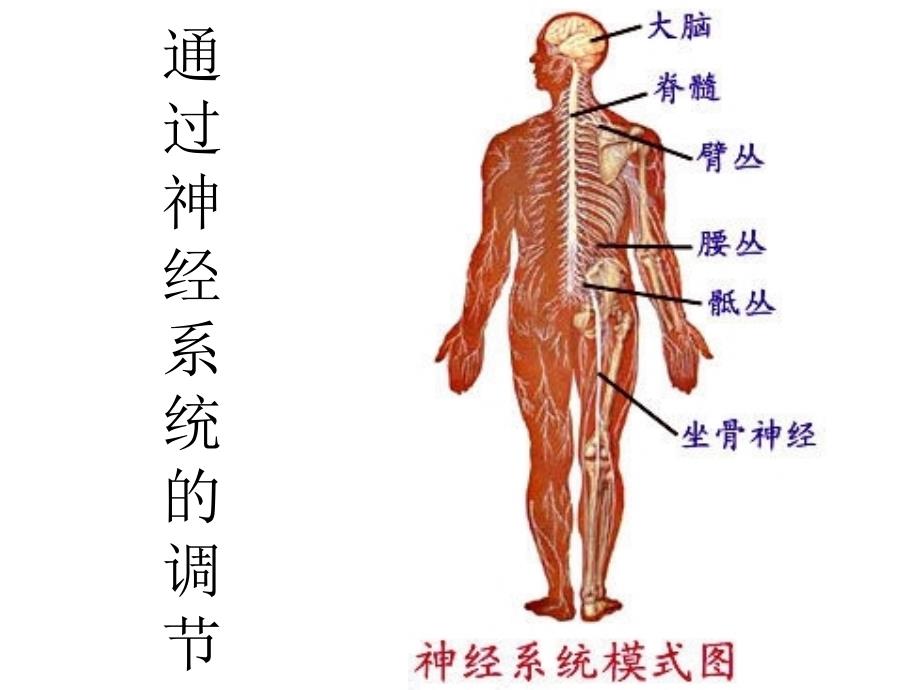 通过神经系统的调节_第1页