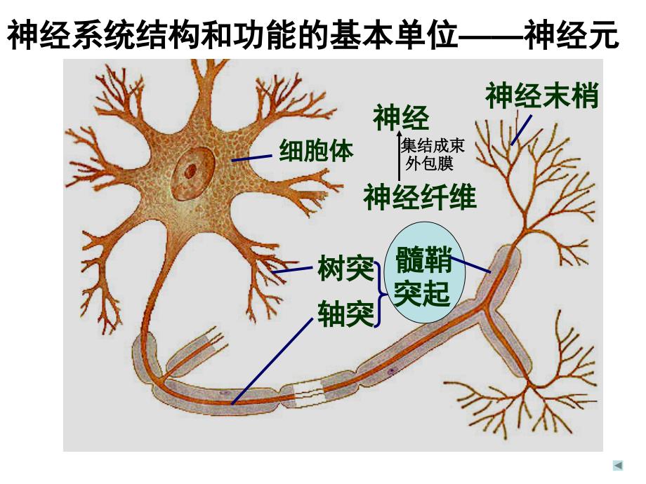 通过神经系统的调节_第4页