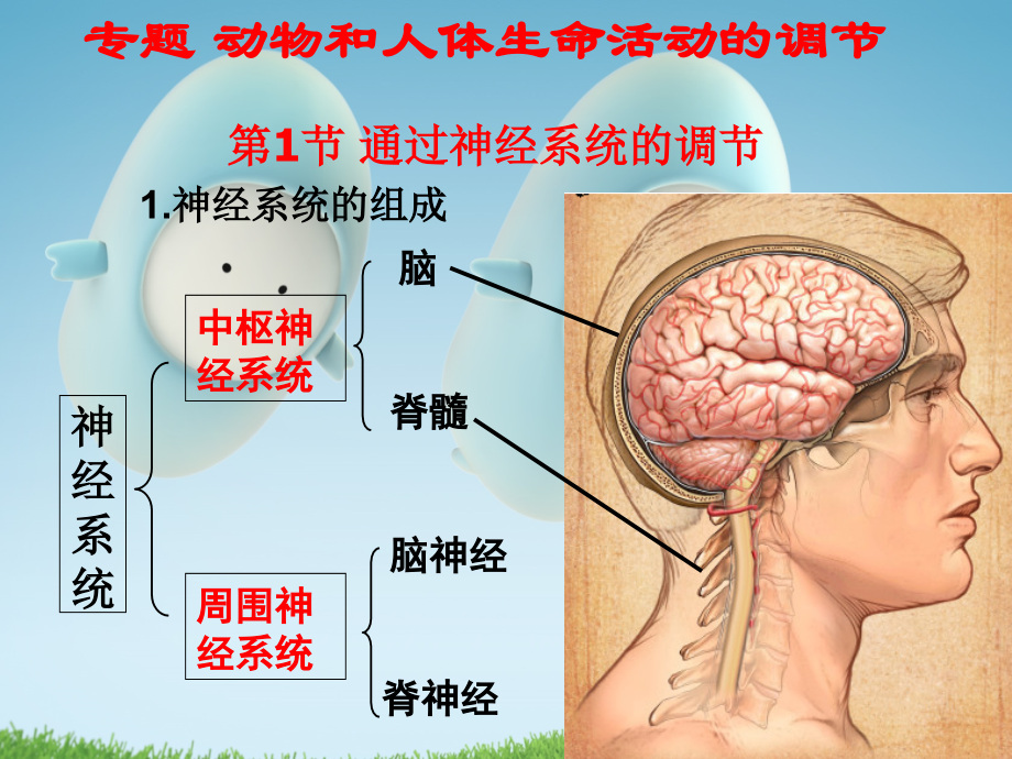 专题动物和人体生命活动的调节_第1页