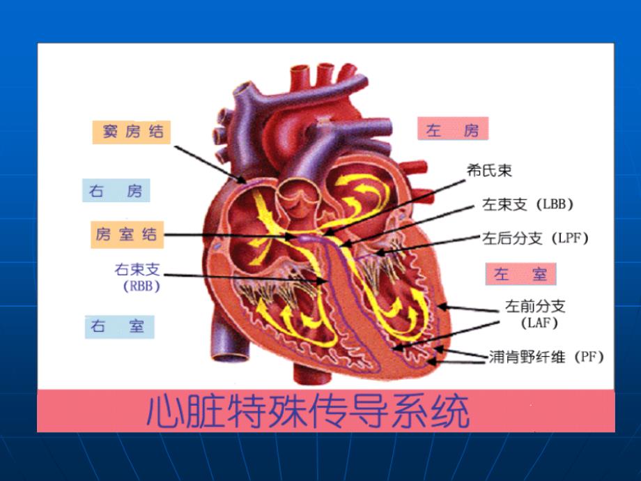 7  强心苷对兔心的毒性作用和利多卡因的抗心律失常作用_第3页