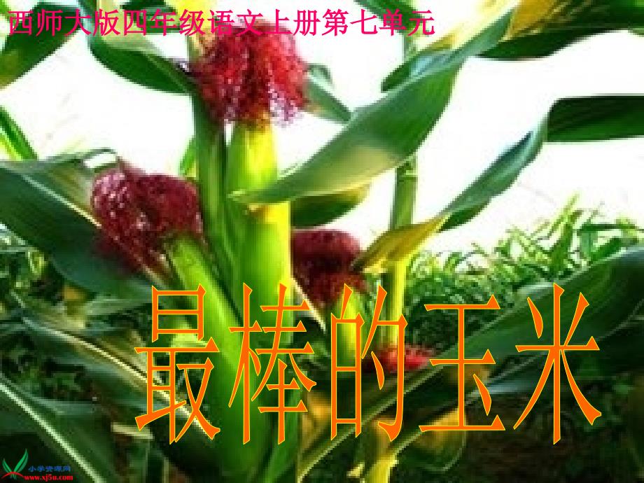 28《最棒的玉米》ppt课件_第1页