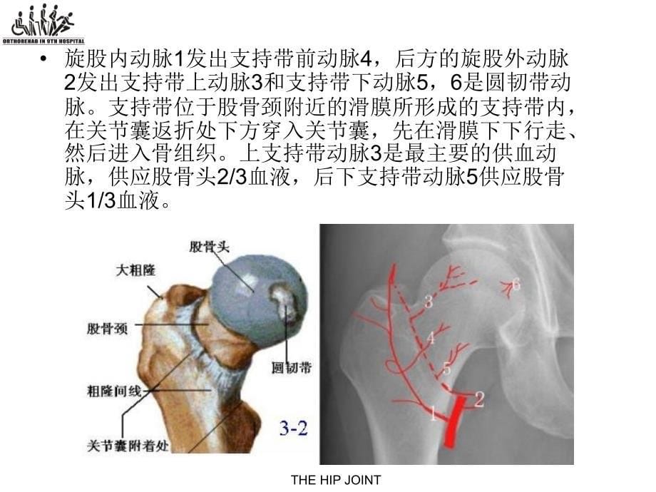 股骨颈骨折的围手术期康复_第5页