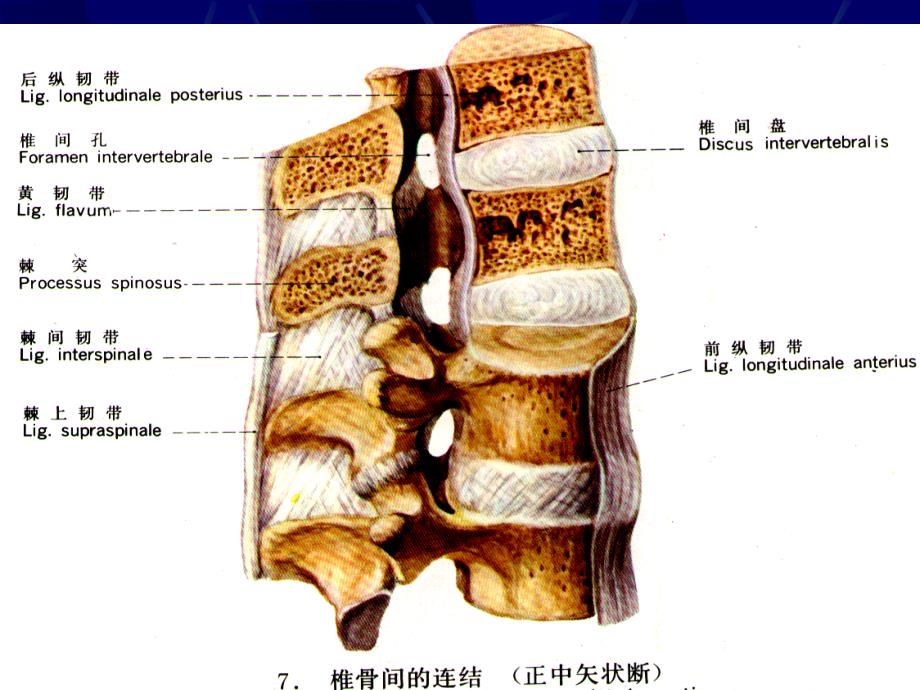 腰椎影像解剖及常见病变_第2页