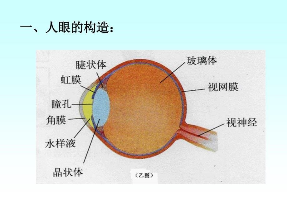 眼睛与视力矫正课件_第5页