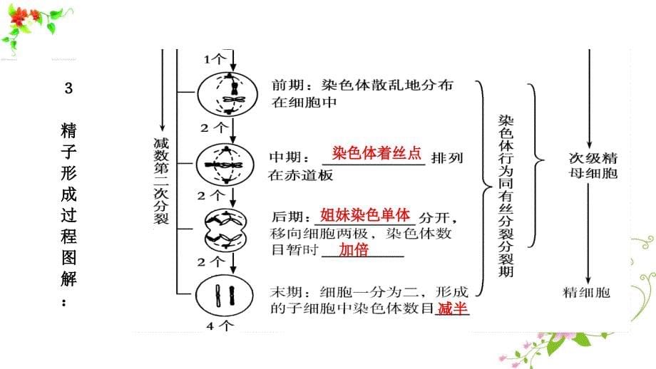 2018年高考生物（必修2）一轮复习：减数分裂和受精作用_第5页