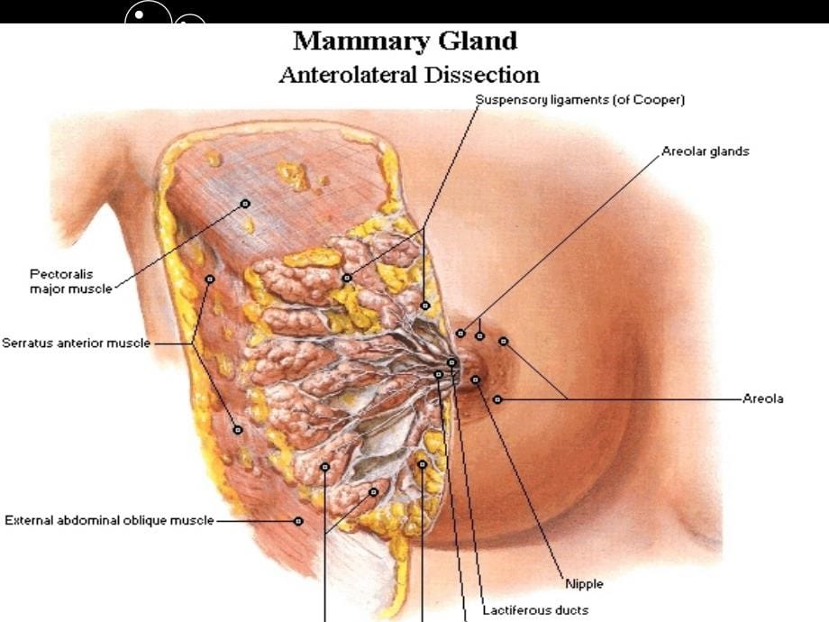 乳腺疾病影像学诊断_第5页