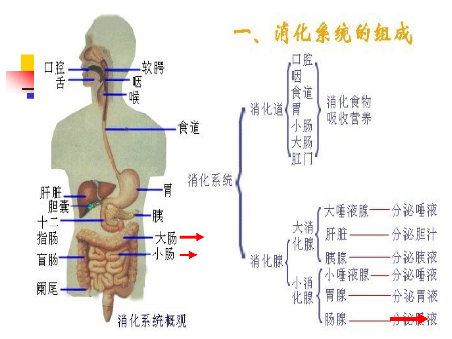 临床医学概要腹泻黄疸水肿_第2页