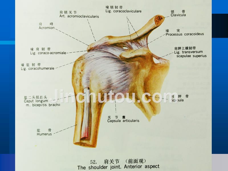 肩关节解剖与高分辨率_第3页
