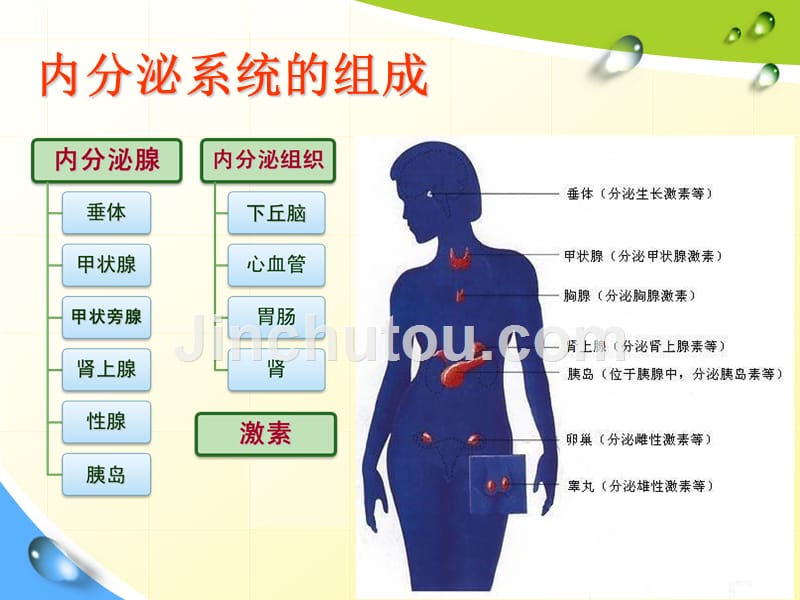 内分泌实习学生小讲课_第5页