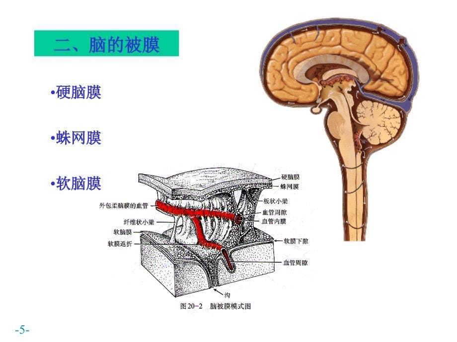 脑、脊髓被膜_第5页