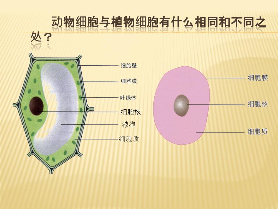 动物细胞与植物细胞有什么_第1页