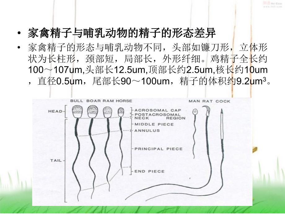 家禽精液品质的鉴定及保存_第3页