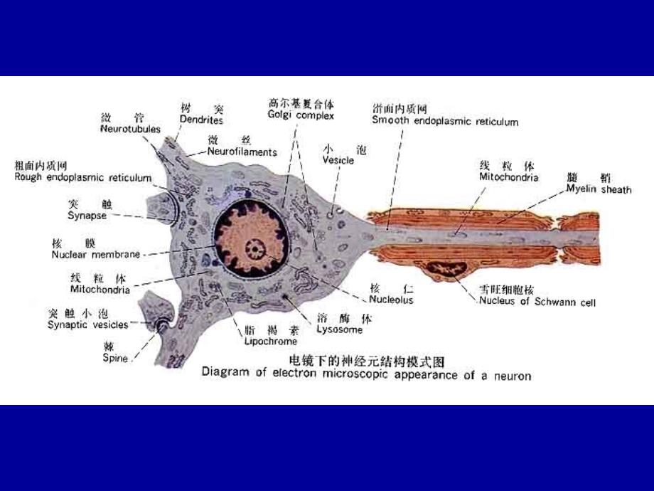 康复医学神经学基础_第4页