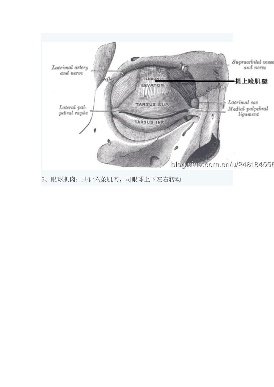 自我消除眼睛视觉疲劳和酸痛_第5页