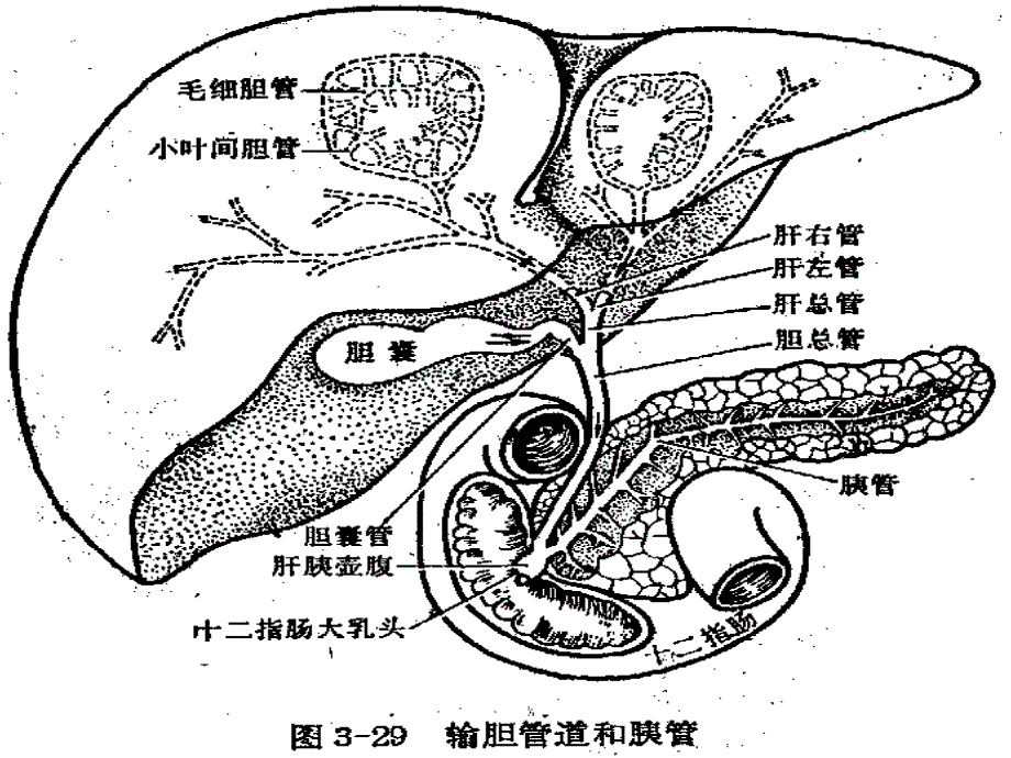 中医基础理论藏象肝_第4页