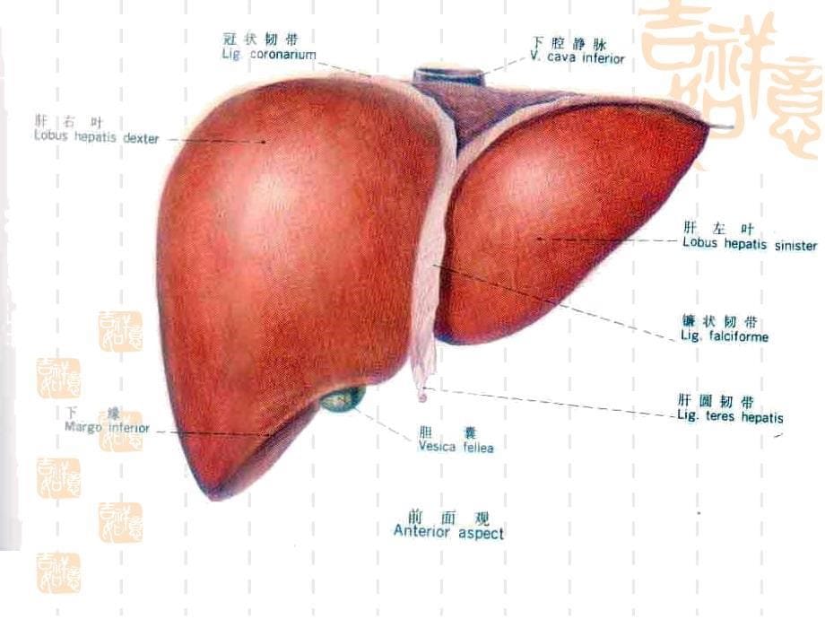 中医基础理论藏象肝_第5页