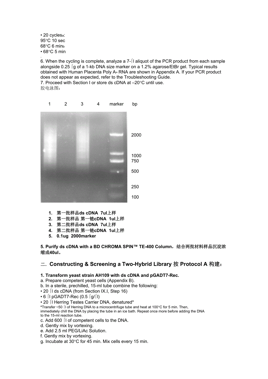 拟南芥酵母文库构建_第2页