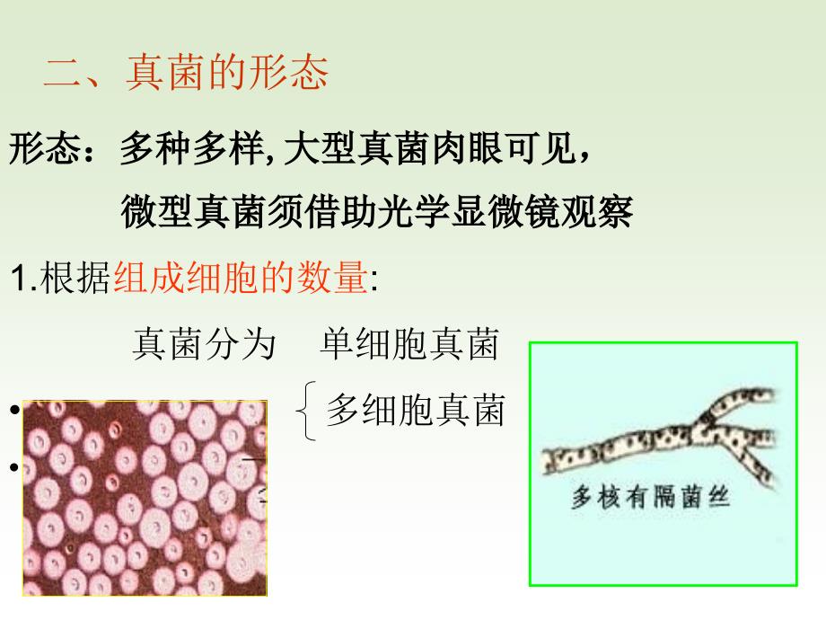 3.真核细胞微生物-1_第4页